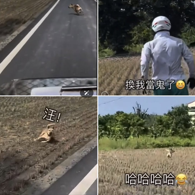 郵差送信奇遇記！牛擋路、狗追逐 台東郵差苦中作樂記錄日常